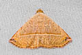Eublemma silicula