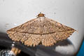 Eublemma versicolor