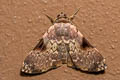Eubryopterella triangulata