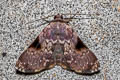 Eubryopterella triangulata