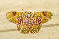 Eucyclodes gavissima