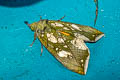Grape Fruit-piercing Moth Eudocima hypermnestra