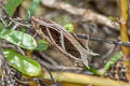 Dot-underwing Moth Eudocima materna