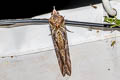 Common Fruit-piercing Moth Eudocima phalonia