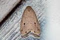 Eugoa leucomelaena