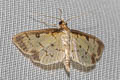 Eulepte concordalis
