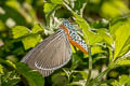 Euplocia membliaria