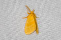 Euproctis cervina 