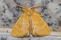 Euproctis cervina 