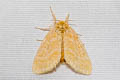Euproctis cervina 