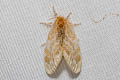 Euproctis inornata