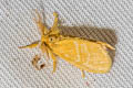 Yellow Tussock Euproctis lutea