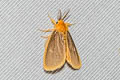 Euproctis sp. 