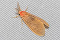 Euproctis sp. 