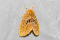 Euproctis sp. 
