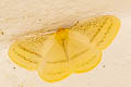 Eupterote hibisci