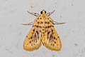 Eusabena miltochristalis