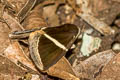 Fodina pallula