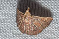 Fujimacia bicoloralis 