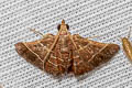 Fujimacia bicoloralis 
