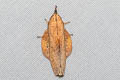 Gastropacha pardale