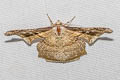 Gonodontis pallida