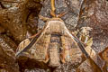 Gunda javanica