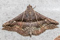 Hadennia jutalis