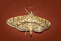 Cotton Leaf Roller Haritalodes derogata
