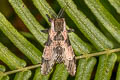 Harpyia longipennis