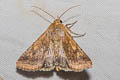 Cotton Bollworm Moth Helicoverpa armigera