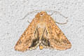 Cotton Bollworm Moth Helicoverpa armigera