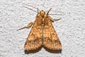 Cotton Bollworm Moth Helicoverpa armigera