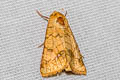 Cape Gooseberry Budworm Moth Helicoverpa assulta