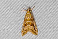 Old World Webworm Moth Hellula undalis