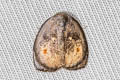 Hemonia rotundata 