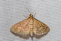 Grass Webworm Moth Herpetogramma licarsisalis 