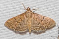 Grass Webworm Moth Herpetogramma licarsisalis 