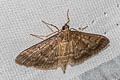 Dusky Herpetogramma Moth Herpetogramma phaeopteralis