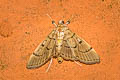 Herpetogramma sp.