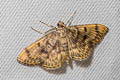 Herpetogramma sp.