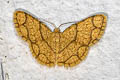 Heterostegane urbica