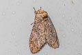 Higena trichosticha