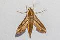 Swinhoe's Striated Hawkmoth Hippotion rosetta