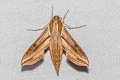 Swinhoe's Striated Hawkmoth Hippotion rosetta