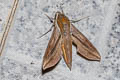 Swinhoe's Striated Hawkmoth Hippotion rosetta