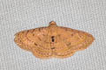 Homodes bracteigutta
