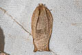 Oriental Tea Tortrix Moth Homona magnanima