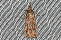 Hoploscopa cynodonta