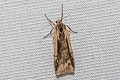 Hoploscopa sp.